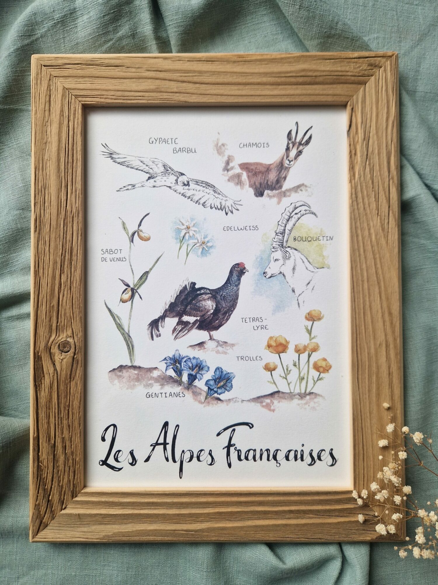 Faune et Flore La Faune et la Flore